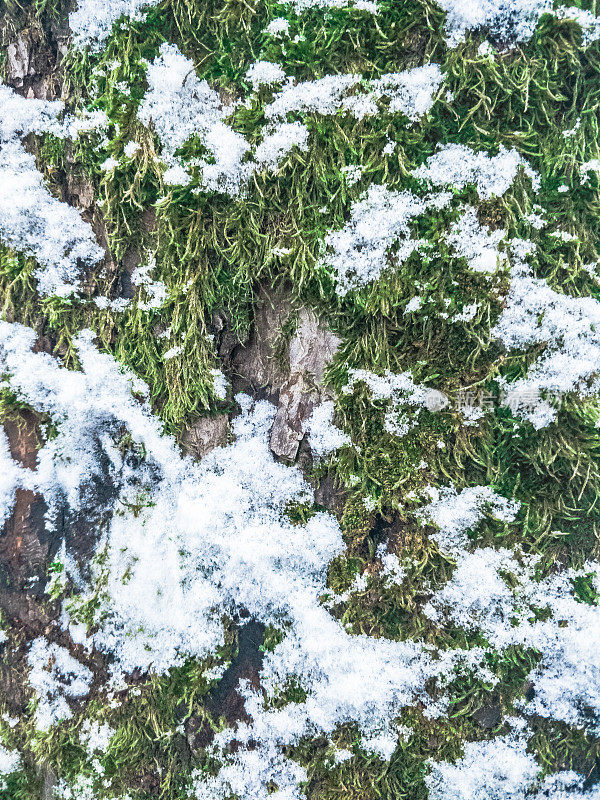 雪后冰冻的树苔的细节