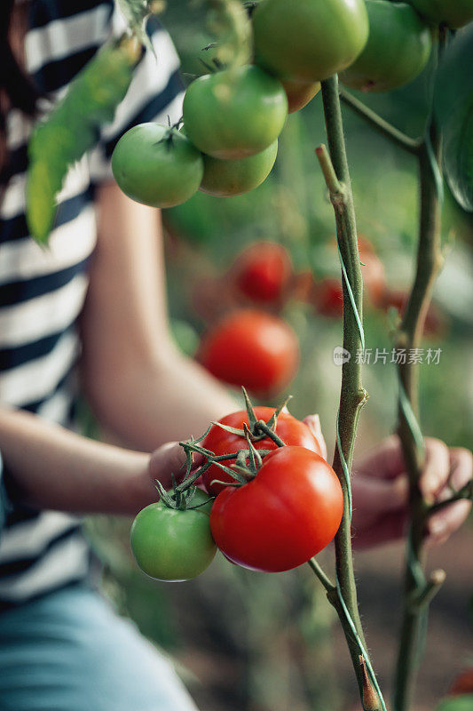 一个女人正在把菜园里的西红柿放进木板条箱里