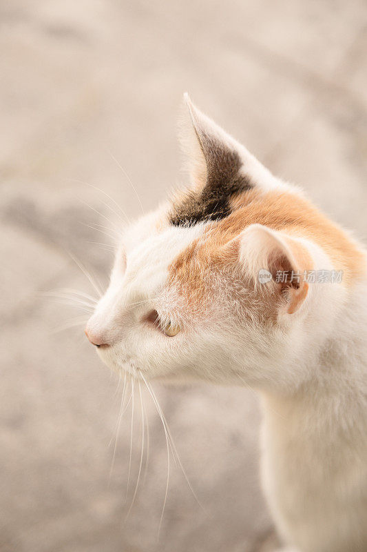 斑猫和白猫