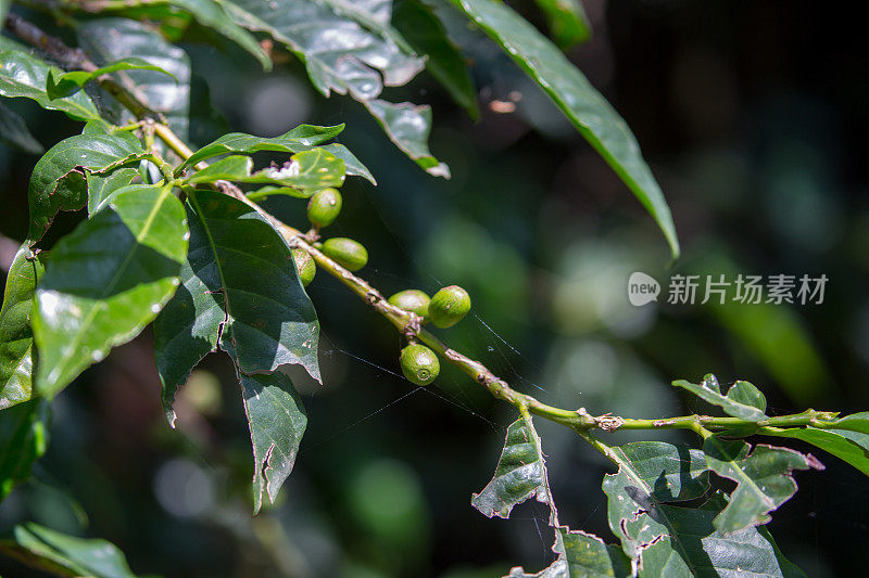 埃塞俄比亚:Coffea植物