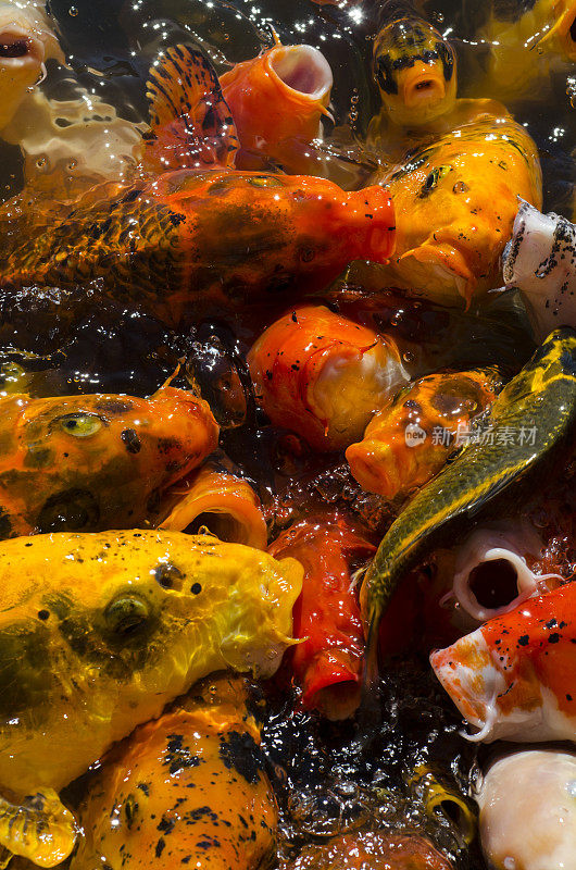 五颜六色的鲤鱼在传统的日本锦鲤池塘游泳在里海，犹他州
