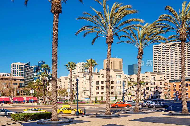美国加州圣地亚哥市中心海港大道上的棕榈树