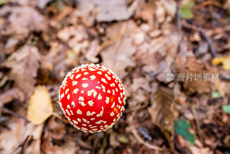 正上方的木耳蝇(白毒伞)