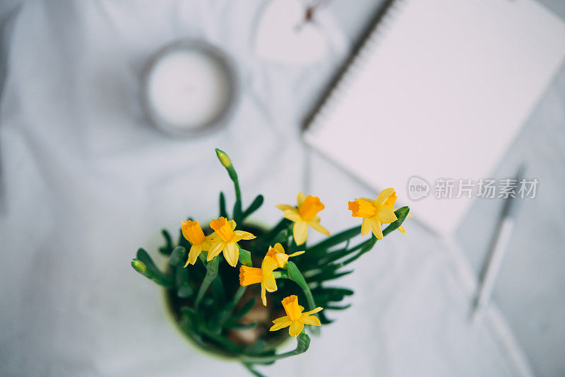 水仙花与笔记本和笔。带有复制空间的Spring概念