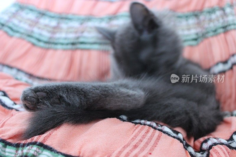 雄性蓝色俄罗斯小猫