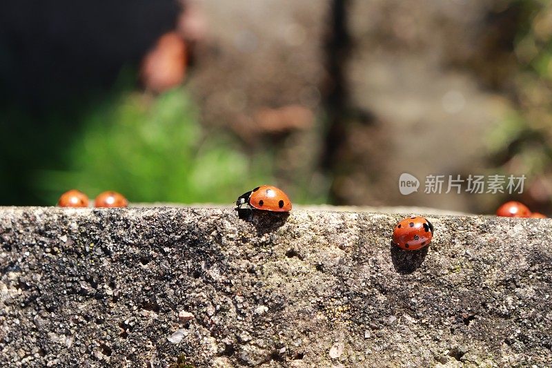 瓢虫在墙壁上