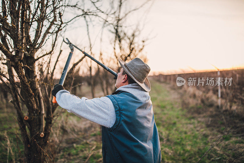 一位老人在春天修剪果树