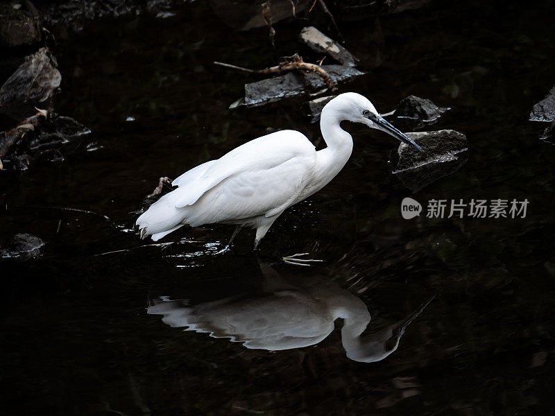小白鹭，又名小白鹭，在日本的一条河里钓鱼