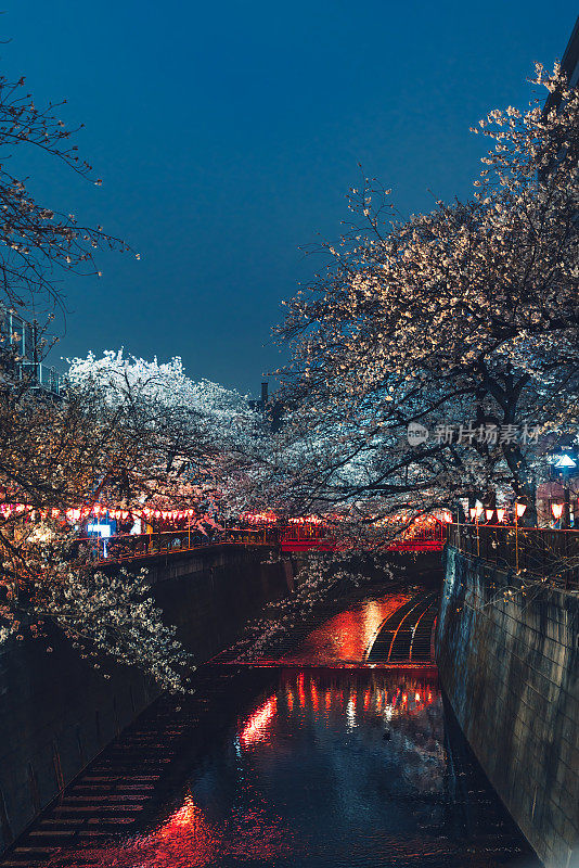 日本东京夜晚的樱花盛开季节