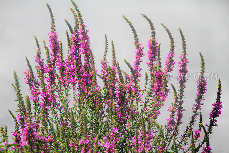 莱瑟姆(Lythrum)野花