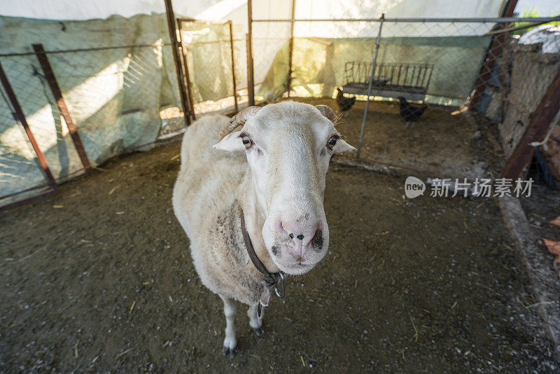 穆斯林祭牲节(宰牲节)库尔班拜拉米