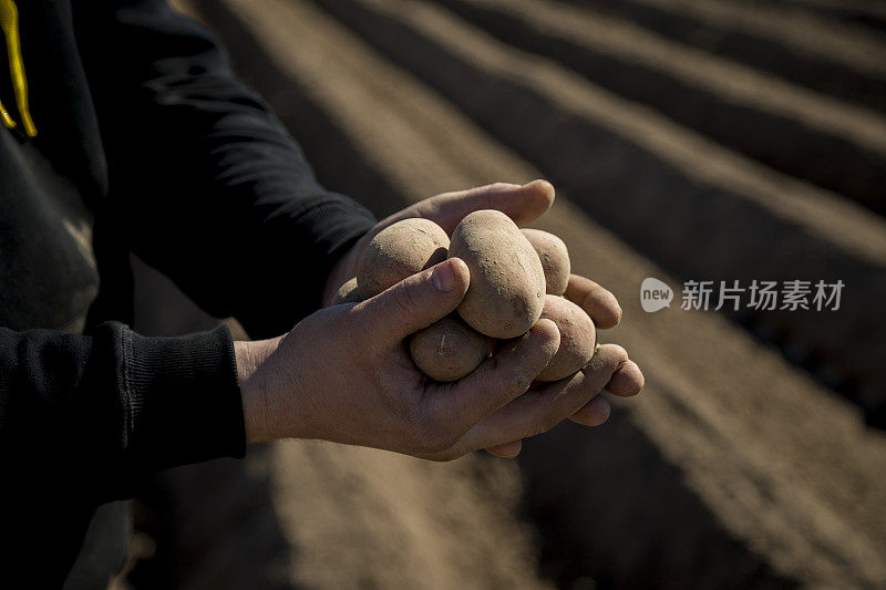 在农夫的手中播种马铃薯