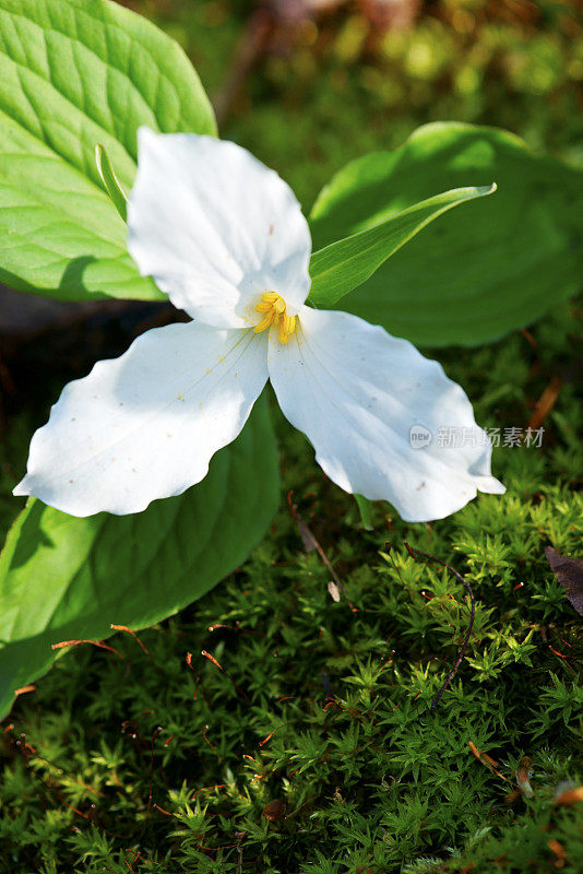 白色Trillium特写