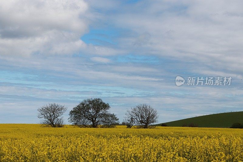 乌云笼罩着油菜地