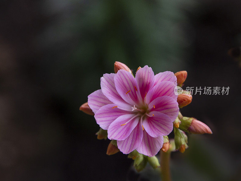 单瓣美丽的粉红色刘易斯花