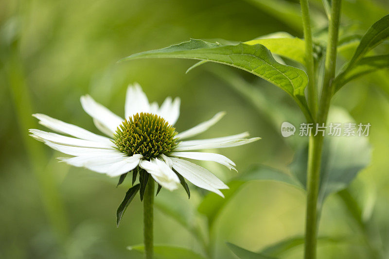 松果菊