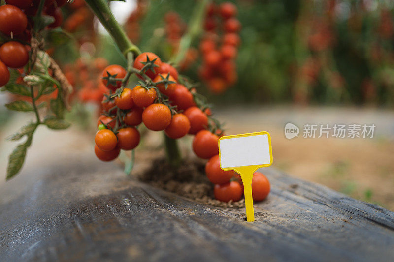 近距离观察在温室藤上生长的成熟番茄