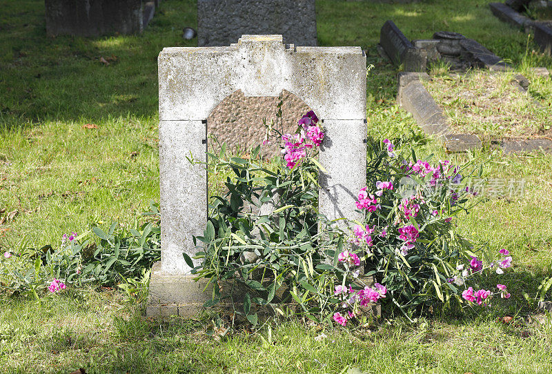 粉红色永恒的豌豆花墓地保护