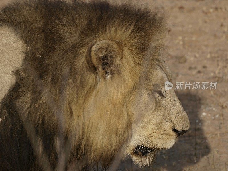 水坑里的狮子，南非克鲁格国家公园