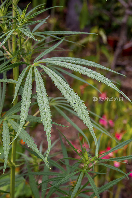 刚开始萌芽的大麻的叶子。