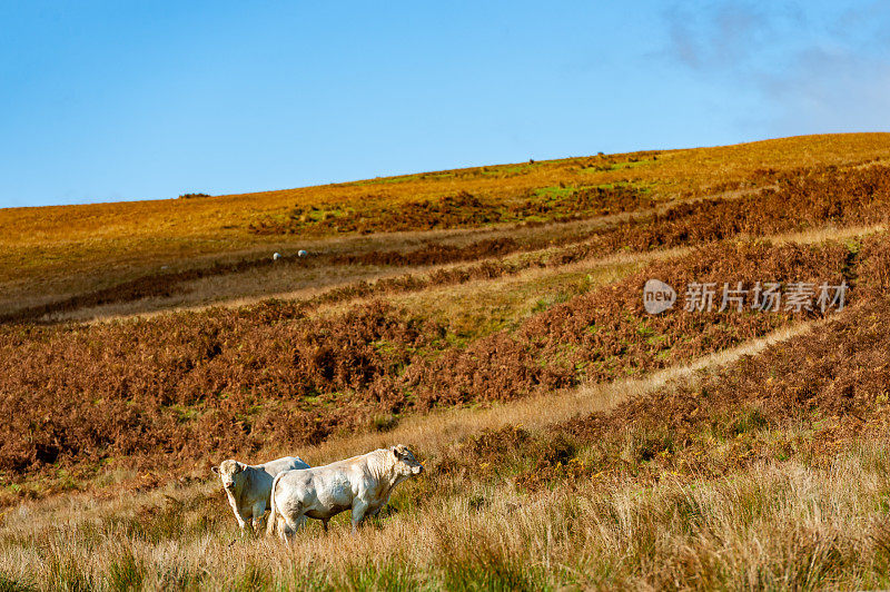 苏格兰山坡上的两头白公牛