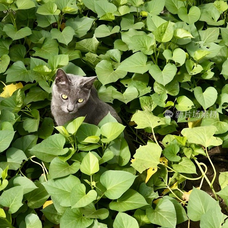 灌木丛中的猫
