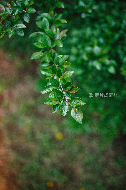 雨后的清晨，水滴在绿叶上