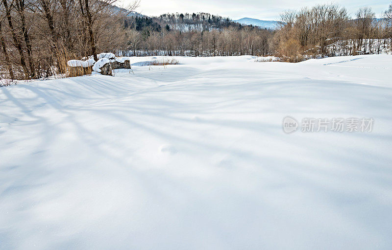 雪地里的树