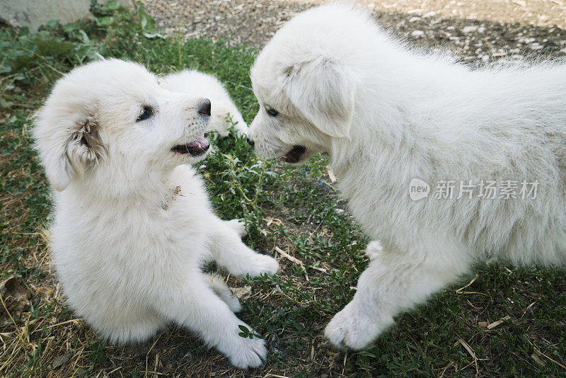 阿布鲁佐牧羊犬小狗