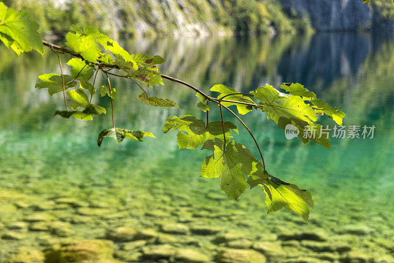 翠绿的山湖旁有一棵枫树