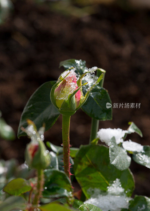 黄色玫瑰的花蕾，芝加哥和平，在加拿大的雪下