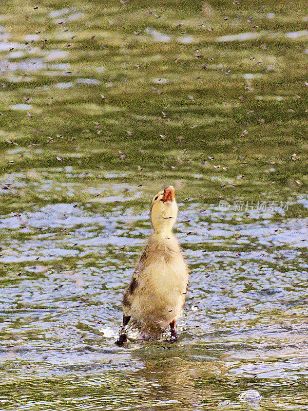 一只野鸭在小溪上抓苍蝇