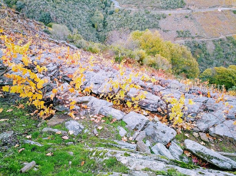 梯田里的葡萄园，黄叶，秋天的Sil河峡谷