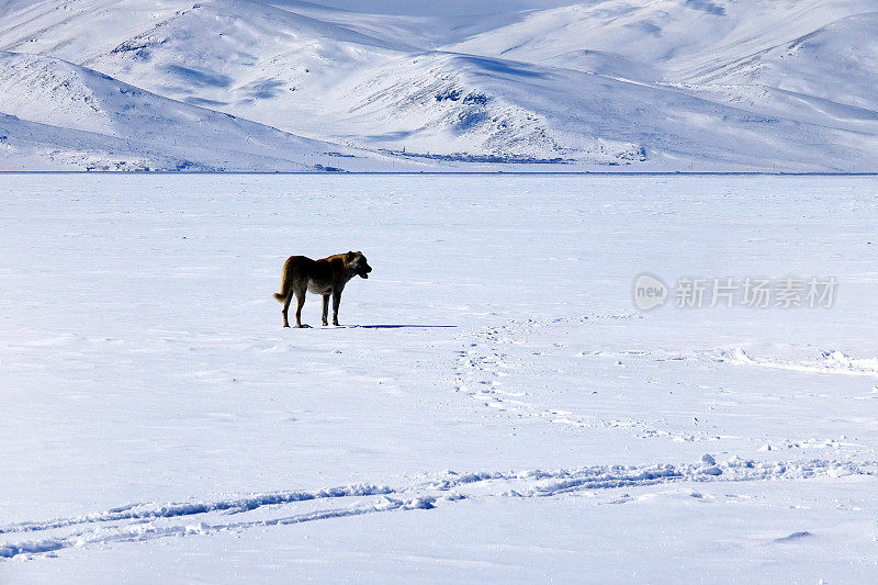 牧羊犬在白雪覆盖的山坡上