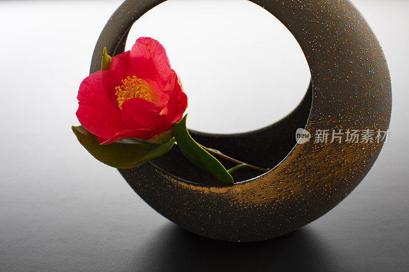 一朵绚烂的红花，昭示着春天的来临。茶花在庆祝节日和新年时展出。装饰在花瓶里。