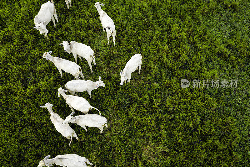 鸟瞰图的奶牛在一个农场