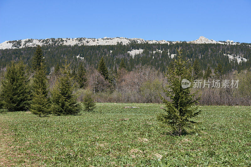 远处是绿油油的草地，有冷杉和白色的岩石山。国家公园，乌拉尔地区，俄罗斯