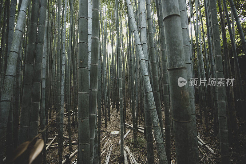 京都竹林