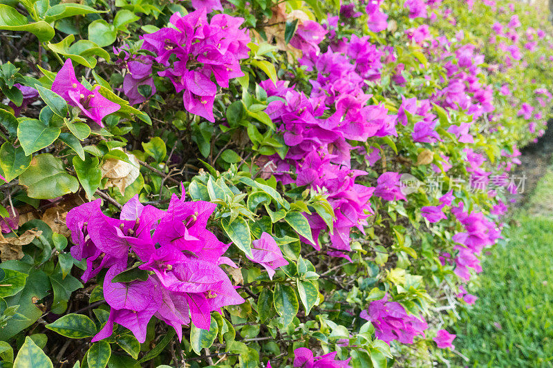 紫色的叶子花属花