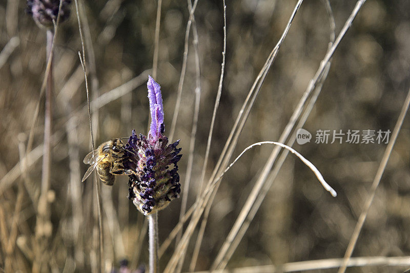 蜜蜂与薰衣草“笨蛋”