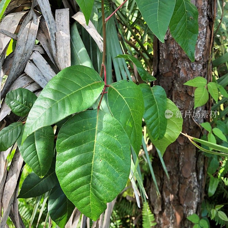 剧毒常春藤植物的特写