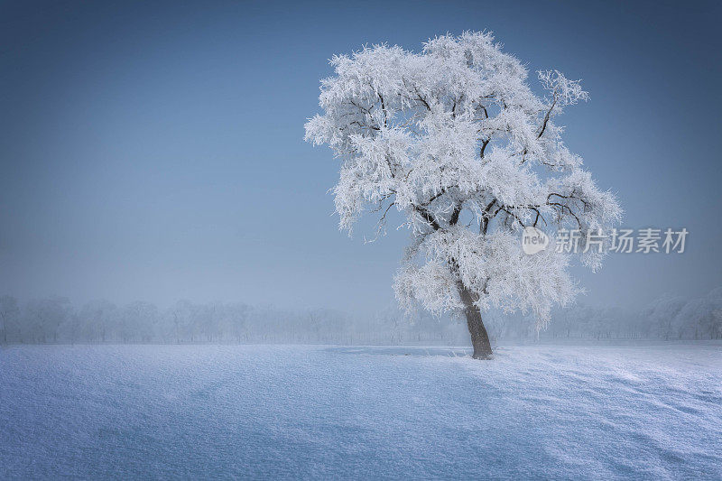 一层霜在雪中