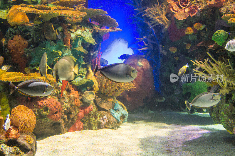水族馆珊瑚礁热带鱼群