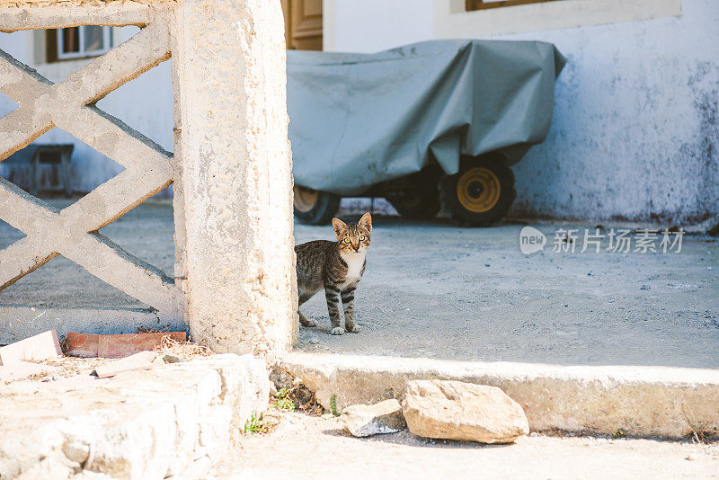 野猫看镜头