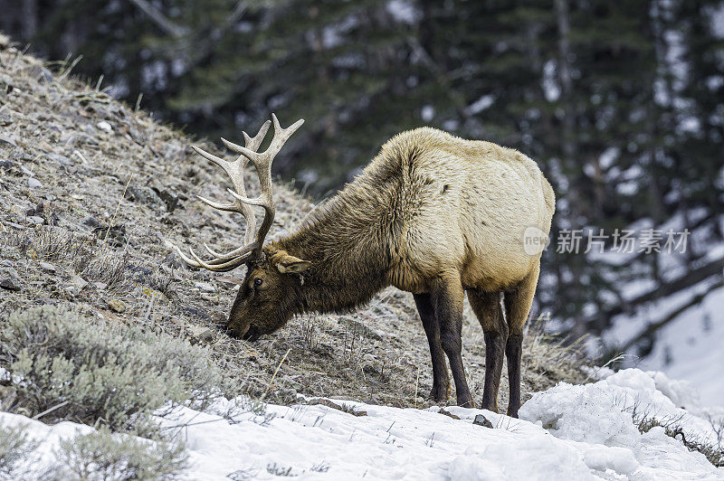 落基山麋鹿，北美麋鹿，黄石国家公园的冬天，怀俄明州。在雪地里。