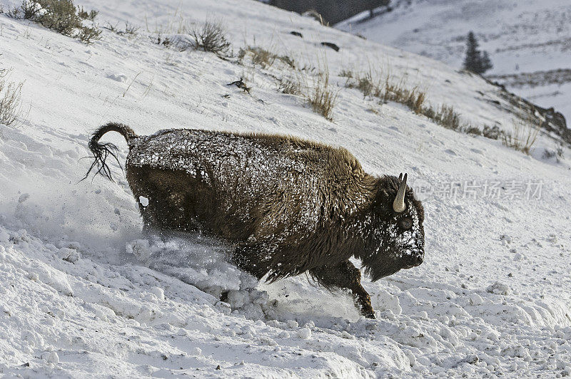 黄石国家公园雪地里的美洲野牛。在雪地里奔跑。