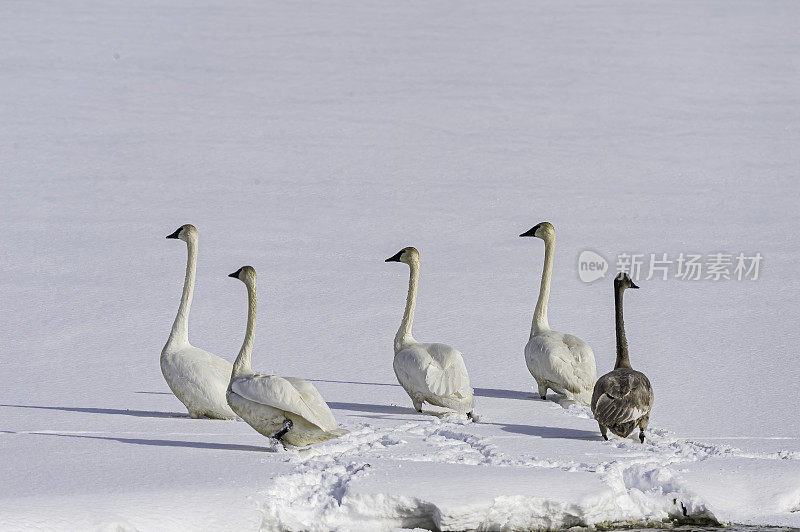 在黄石国家公园的麦迪逊河号手天鹅，WY在冬天。从河边到雪地，在雪地里行走。