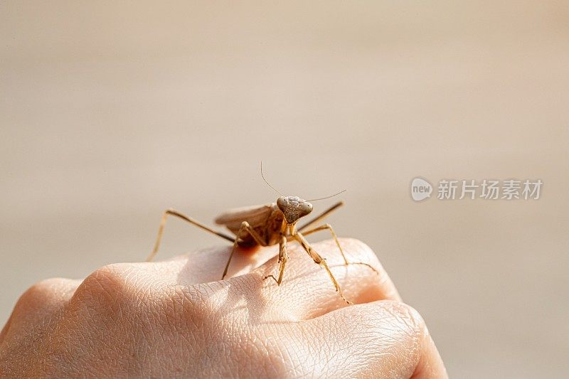 螳螂特写镜头。螳螂的肖像好奇地看着相机。