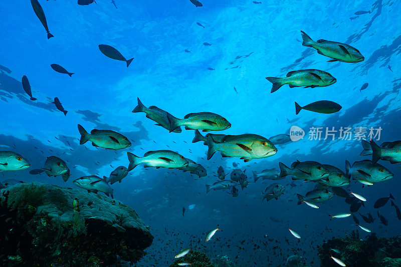 印度尼西亚拉加安帕浅海珊瑚礁的红鲷鱼