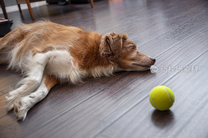悲伤的狗看着网球